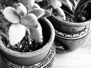 世間知らずのパレード