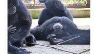 フクロテナガザル　提供：池田動物園