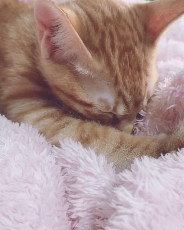 チューチュー毛布を吸うもスケくん。甘えん坊