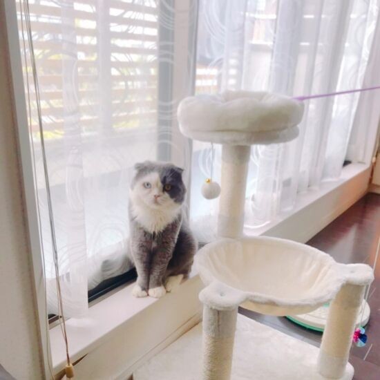 家にきたころの「まる」