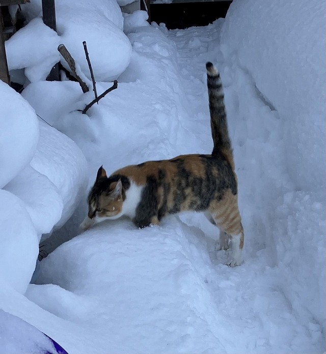 びしっ！とのびたシッポ（画像提供：linoさん）