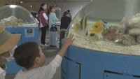 市場水族館の様子