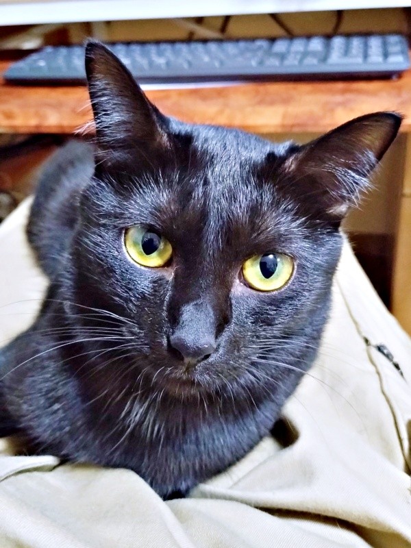 保護から1年、素敵な乙女になったキキさん（画像提供：三田尻さん）