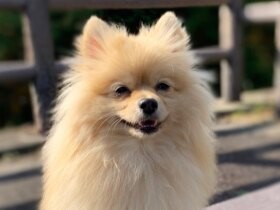 先代犬と同じ名前を受け継いだポメラニアン「レオン」　いつも家族を笑顔にする存在に