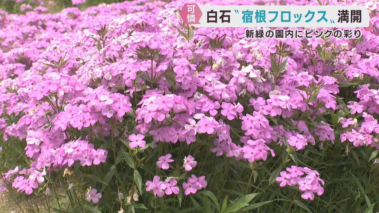 ピンクの花が咲く多年草　宿根フロックスの花が満開　宮城・白石市