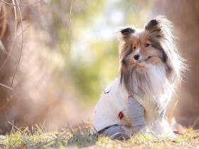 関節炎になんて負けない！　頑張り屋さんのシェットランド・シープドッグ「パルフェ」