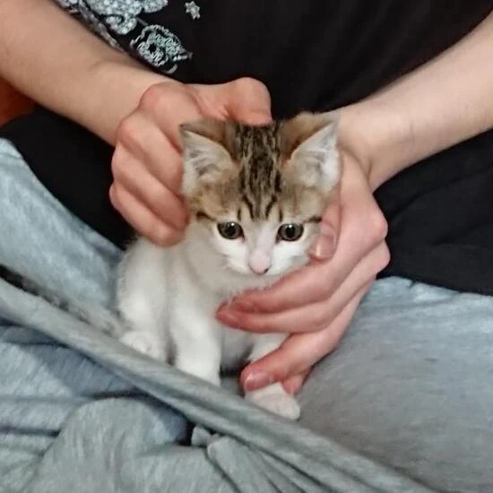 家に来たころの「愛」