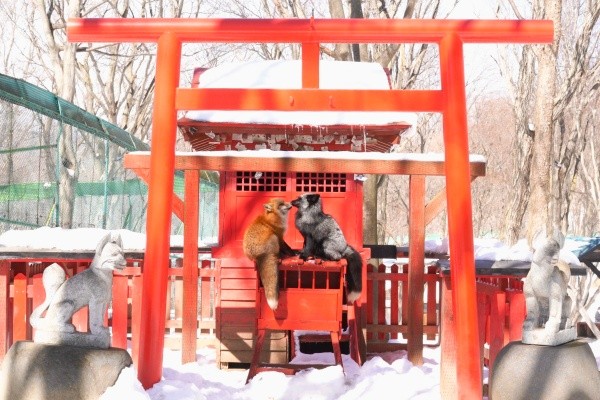 賽銭箱の上で向き合う2匹のキツネ（画像提供：狐仙人乃弟子 トコノ オルタさん）