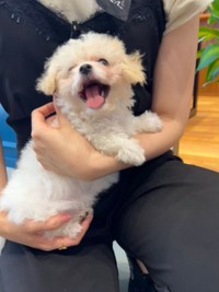 天真爛漫な笑顔＝モジャさん（@moja_inu_tokyo）提供