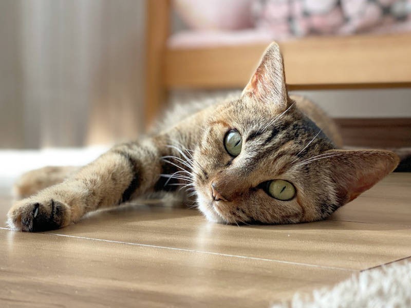 一家の癒やしのもと、ノルンちゃん