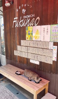 店先で眠るにゃにゃこちゃん（画像提供：福直フルーツ 尾道の果物屋さん）