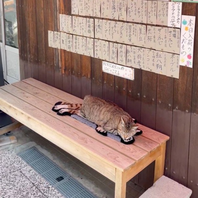 店先で眠るにゃにゃこちゃん（画像提供：福直フルーツ 尾道の果物屋さん）