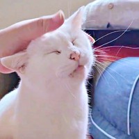 なでなでされてうっとりするおもちちゃん（画像提供：ちったんさん）