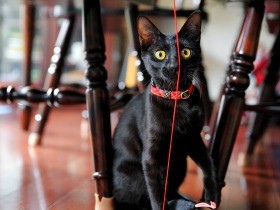 ベッタリ仲良し子猫　２匹一緒に引き取られ、家族に幸せ２倍返し