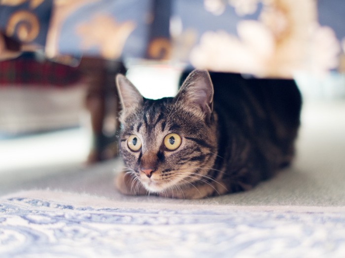 「そのスカート短すぎない？」（小林写函撮影）