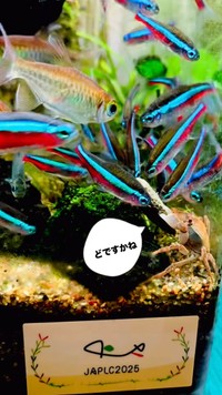 エサを守るように抱えるカニ。魚に囲まれながらも離さない様子／toyさん（@_______toy______）提供