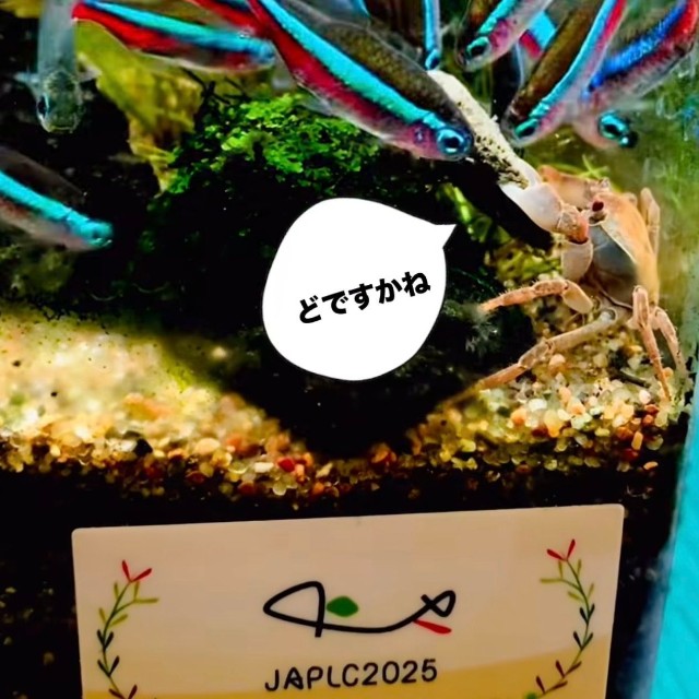 エサを守るように抱えるカニ。魚に囲まれながらも離さない様子／toyさん（@_______toy______）提供