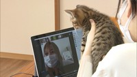 〈新型コロナ〉学生の動物愛護団体が「Zoom」を使って犬猫の譲渡会　香川