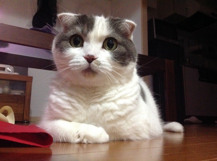 7歳のころ、まだまだ元気いっぱい。夜はお目々がまんまるに（かおりさん提供）