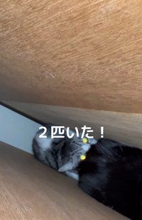 扉を開けたら猫が2匹！（「ねこから目線。」さん提供、Instagramよりキャプチャ撮影）