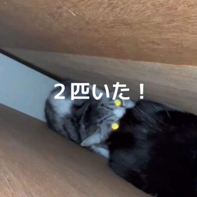 扉を開けたら猫が2匹！（「ねこから目線。」さん提供、Instagramよりキャプチャ撮影）