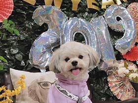 これから友達と遊ぶんだ！　表情豊かなミックス犬「シロップ」