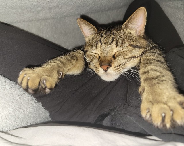 両手を広げて全力で甘えるおこめちゃん（提供：しぴこめᓚᘏᗢ
さん）