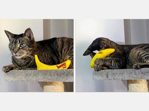 スマホでペットをもっと魅力的に撮る　すぐ使えるテクニック