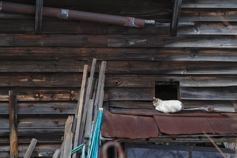 「かべねこ」より　(撮影　吉田裕吏洋）