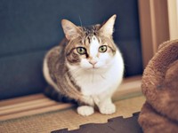 カメラ目線のショット！ 安心した表情が愛らしいシエルくん（画像提供：BigBobさん）