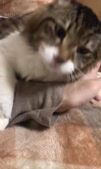 「ぷるるるっ（って）」（動画からキャプチャー／提供：丸山カネキリカさん）