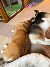 背中をぴったりとくっつけて眠る（左から）てんてんちゃん、イヴくん（画像提供：イヴ（いーちゃん）さん）