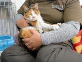 さまよう被災猫を救いたい　原発事故の被災地　続く保護活動