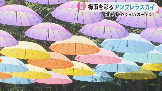 梅雨を彩るカラフルな傘のアート　宮城・やくらいガーデン