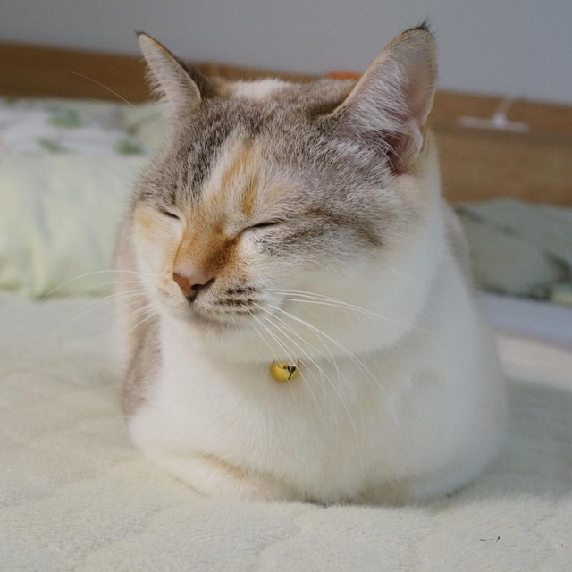 丸くてふわふわなんだという