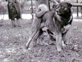 ６０年前の秋田犬、洋犬のような姿　動画デジタル化へ資金募る
