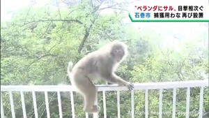 ベランダにサル　目撃情報が相次ぐ　宮城・石巻市