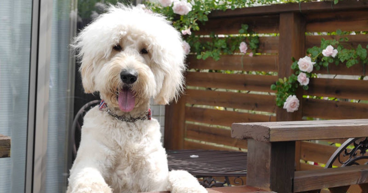 おんぶが好きでそのままお散歩にも行く ゴールデン ドゥードル チリ Sippo シッポ
