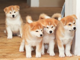 動物愛護のいまを解説　太田記者が20日にオンラインLIVE