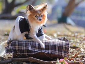 待てど暮れせど耳の毛は伸びないパピヨンの「ルイ」　素敵な日々を運んでくれた！