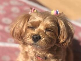 ドッグランで池に飛び込むも「足がつかない」とパニックに！？　ミックス犬の「寧々」