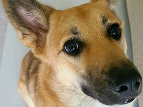 ビビりの保護犬「健太」　慣れるまで時間がかかるかと思ったら、3日目の朝にヘソ天