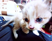 保護時、生後3週間ほどだった柱太郎くん（画像提供：ミキサーさん）