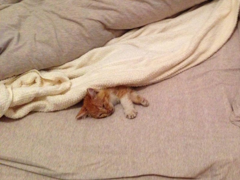 最初は自力で水や食事を取れないほど衰弱していたとか