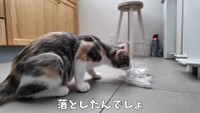  自分で落としたスプレーをガジガジかむおかゆちゃん（提供：おかゆ生活さん）