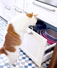 ゆっくり後退して見事に引き出しを開けるちゃろくん（画像提供：るる☆フワフワプレス社さん）