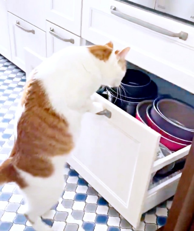 ゆっくり後退して見事に引き出しを開けるちゃろくん（画像提供：るる☆フワフワプレス社さん）