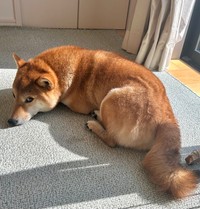 日向ぼっこ中のむぎまるくん（提供：柴犬勇者むぎまるさん）