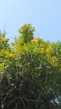 秋のお彼岸の時季に1輪咲いていた愛染かつら