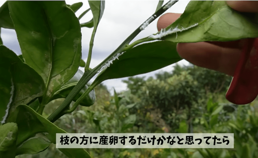 枝だけでなく葉っぱの裏も注意（動画からキャプチャー：YouTubeチャンネル「吉瀬園芸」）